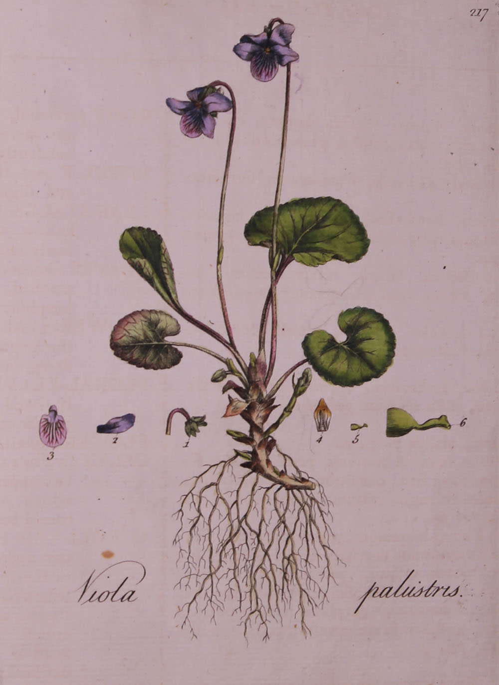 Botanical print of purple flowering plant