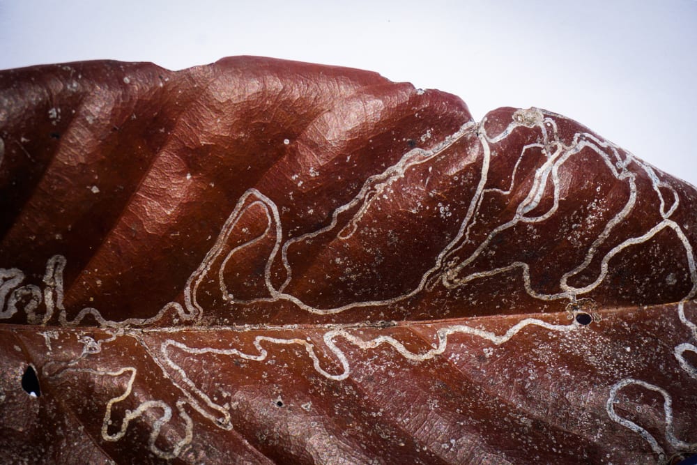 a close up of a leaf