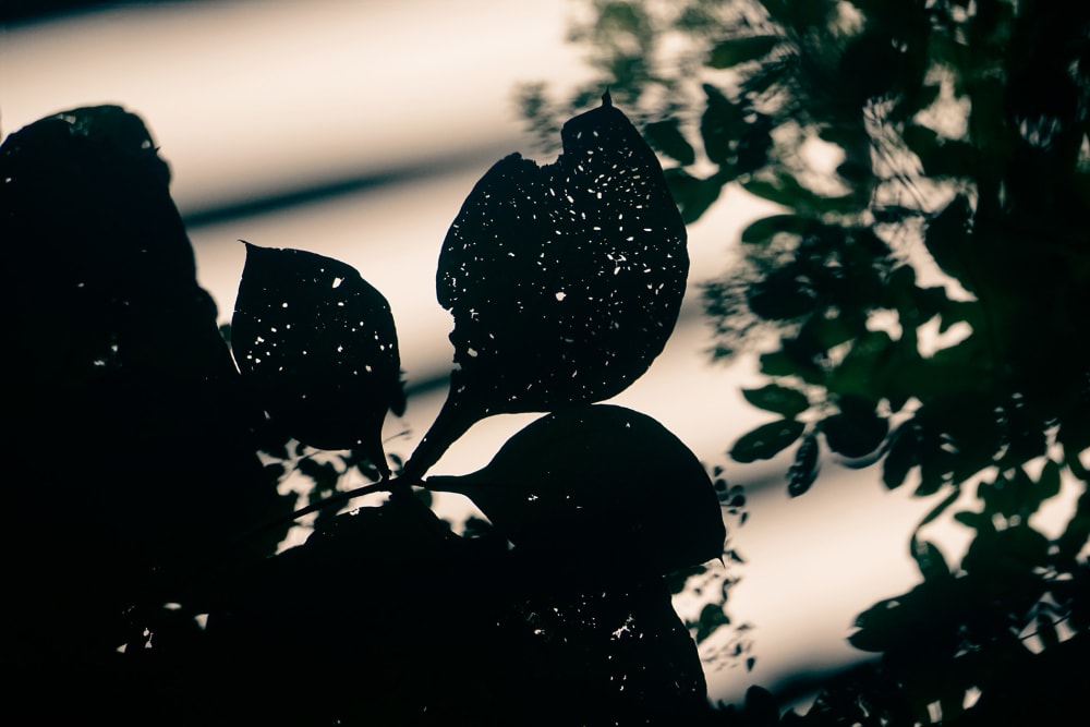 silhouette of leaves