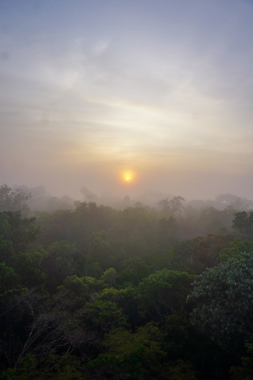 the sun rising over a forest