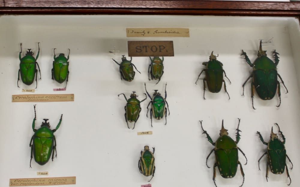 display case containing various size bugs