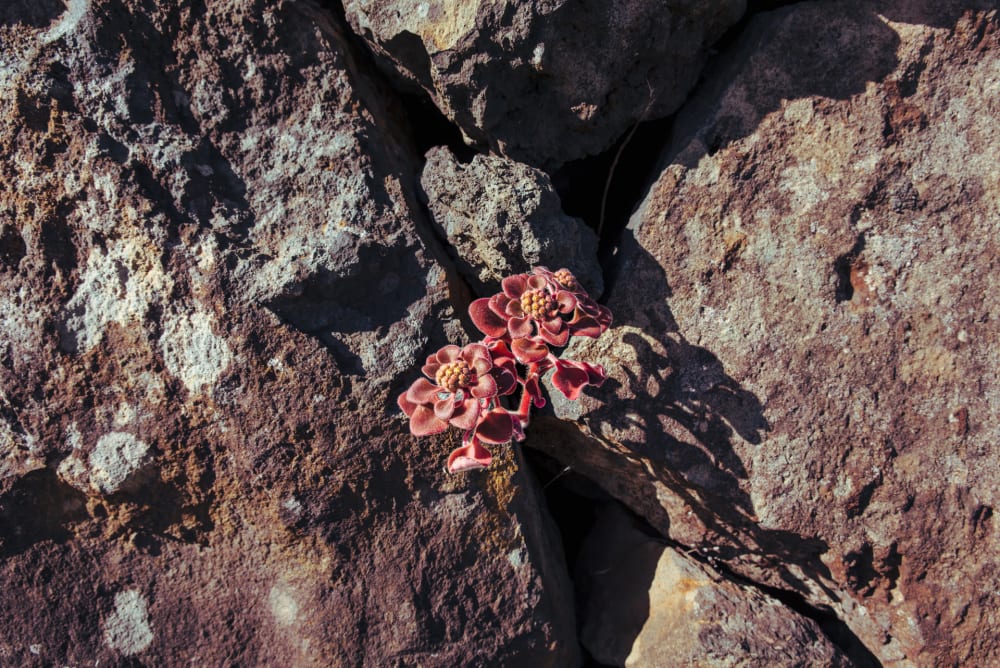Flowers nested between rocks in the evening light