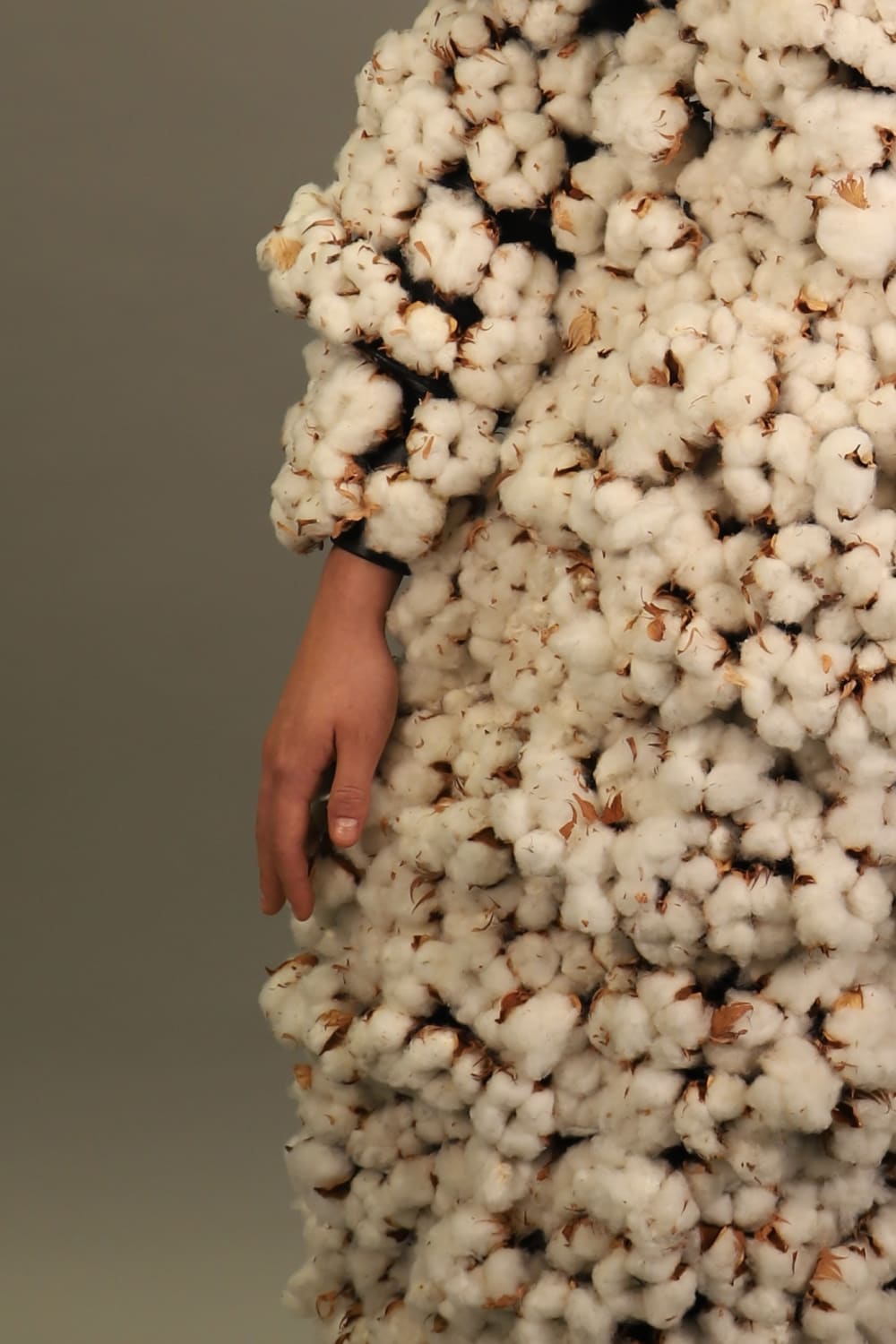 Close up of organic dried cotton stalk installed in costume