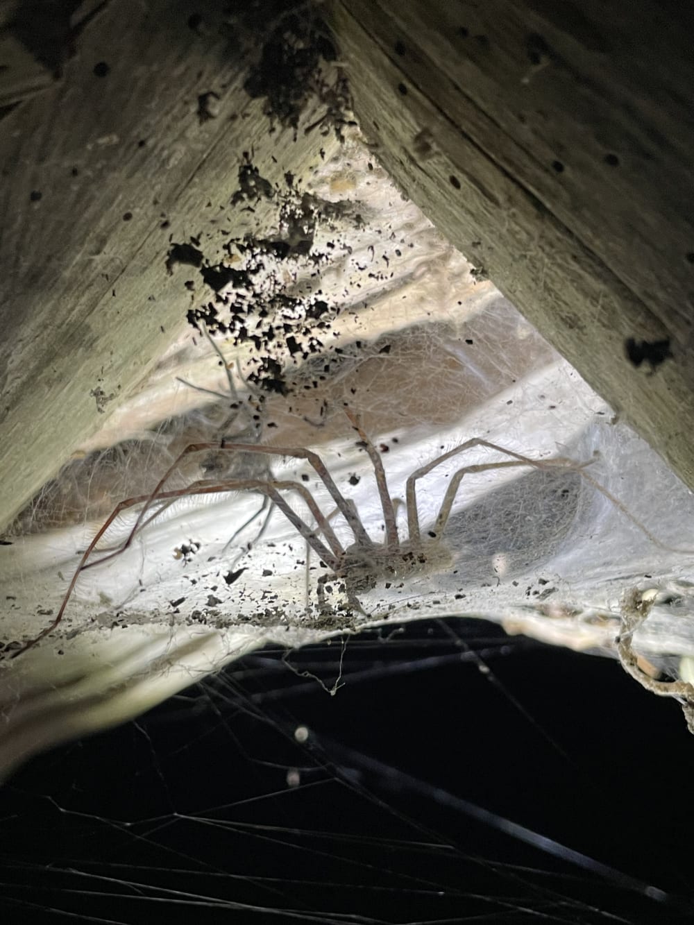 Spiders in webs at night at Wysing Arts Centre in Cambridgeshire. 