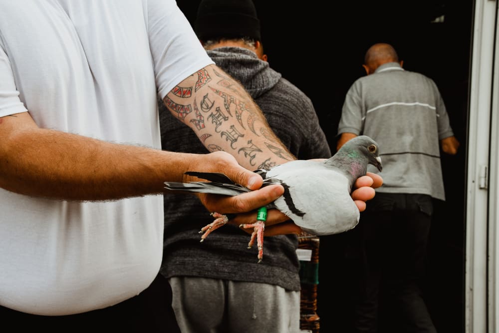 A person holds a racing pigeon between both hands. They have tattoos up their forearm. In the background, people stand with their back to us 