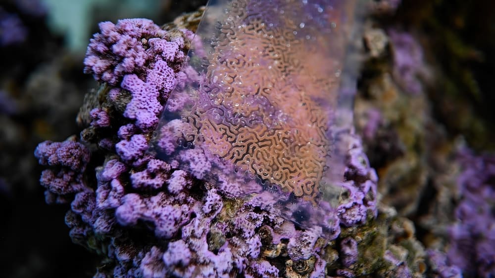 Purple corals