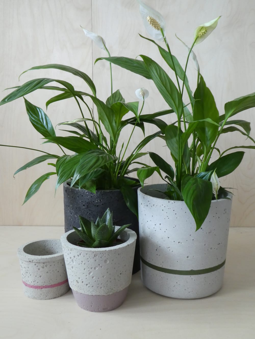 Four concrete plant pots, with plants in
