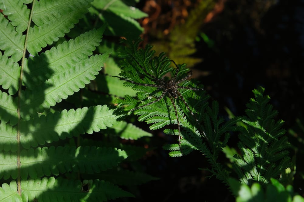 Photograph of a spider on a fern leaf 