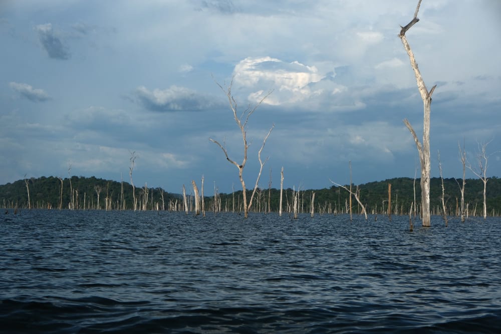 Photograph of the flooded forest at Balbina Dam. Hundreds of dead trees can be seen in the photograph coming out of the top of the water. 