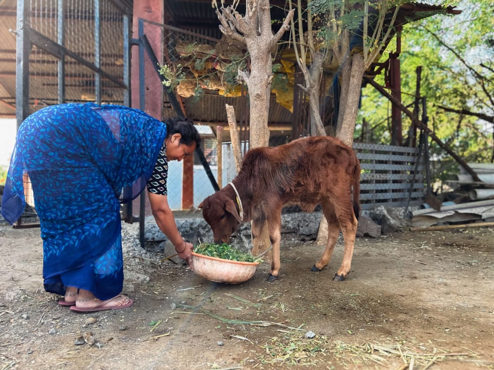 A woman in a blue outfit interacting with a young cow