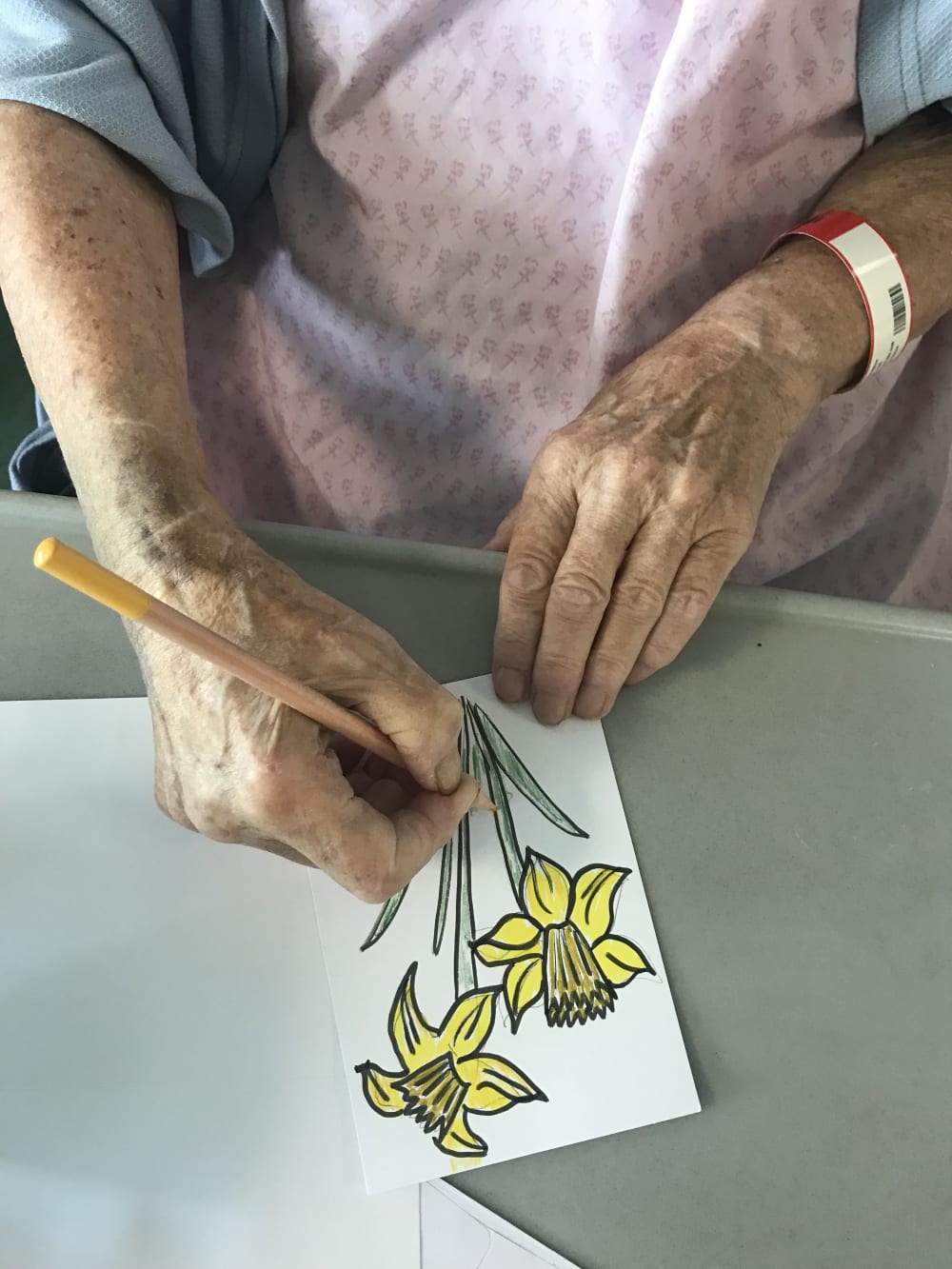 An elderly hospital patients hands colouring in a yellow daffodil image