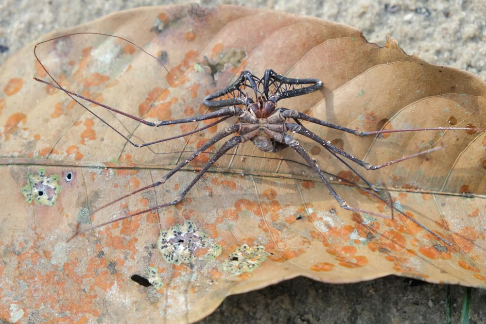 Photograph of a dead Whip Scorpion on a dried leaf. 
