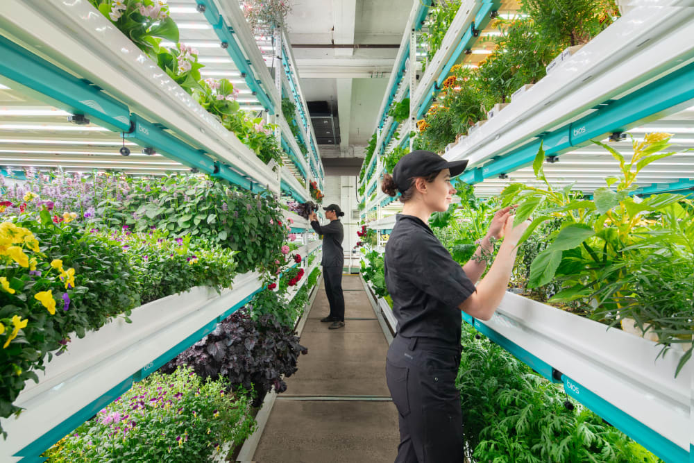 Plantation at Farm.One 