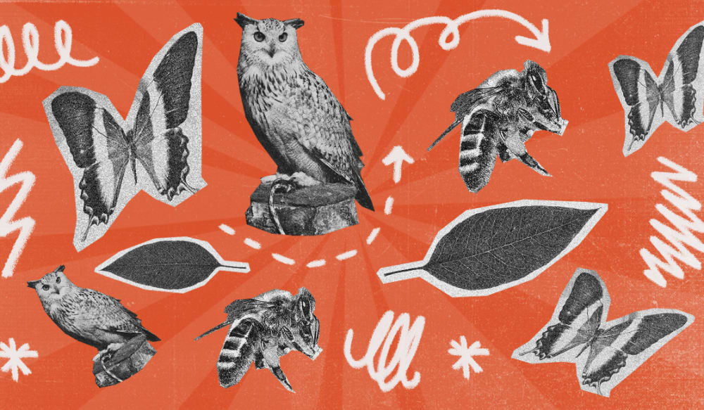 A collage graphic accompanying a blog post 