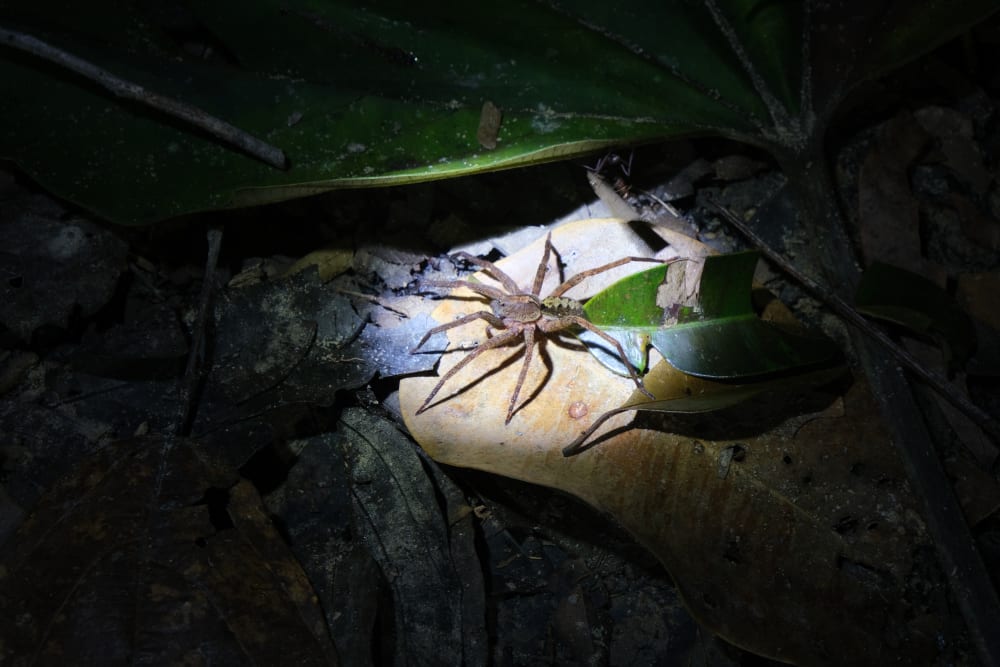 Photograph of a wandering spider at night walking over leaves, a torch light shining on it. 