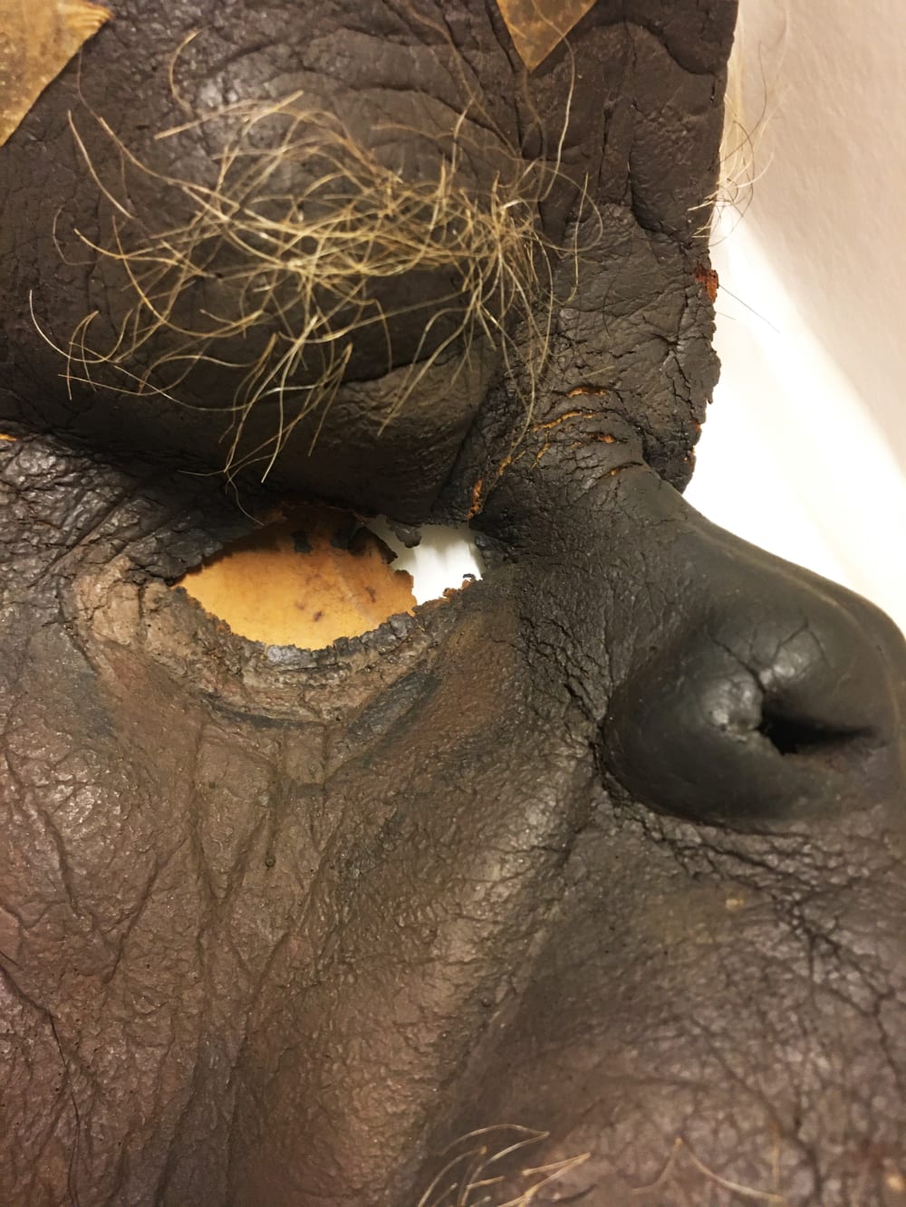 Close up of eye hole and eyebrow hair on brown ape mask
