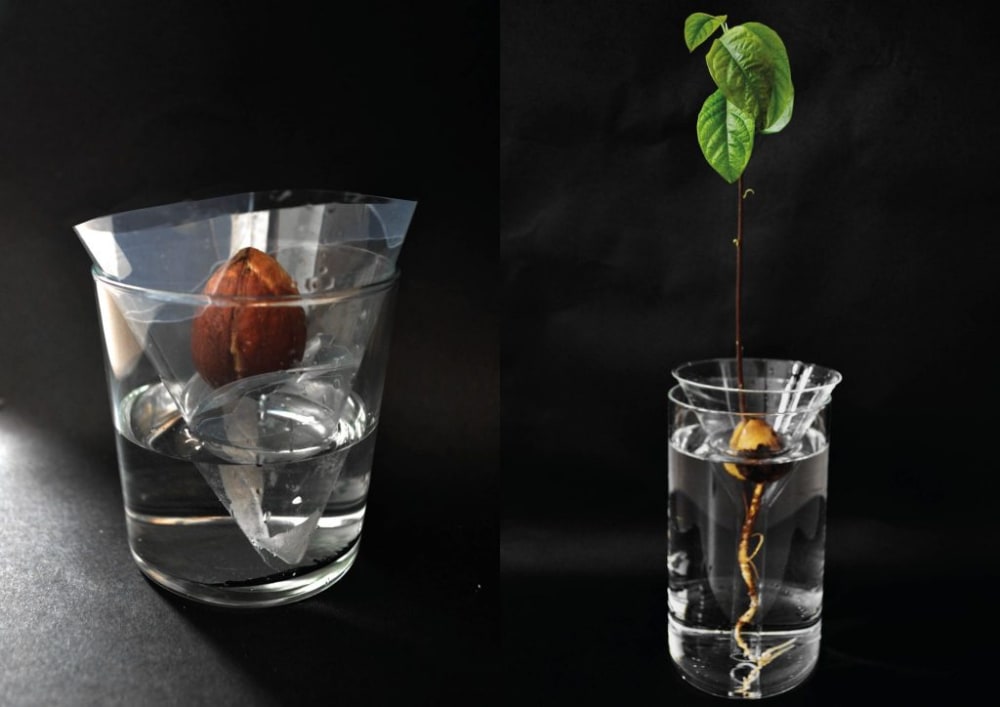 A photo of a glass with a plant growing out of it and a glass with a bulb in
