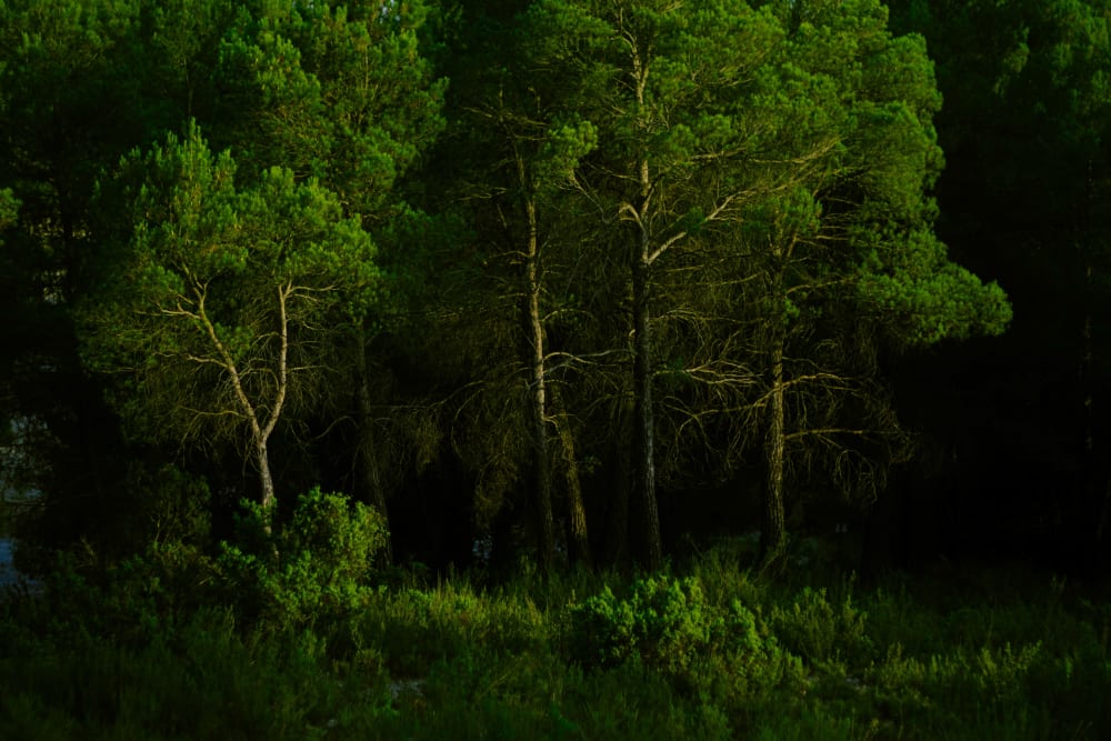 photograph of a pine forest