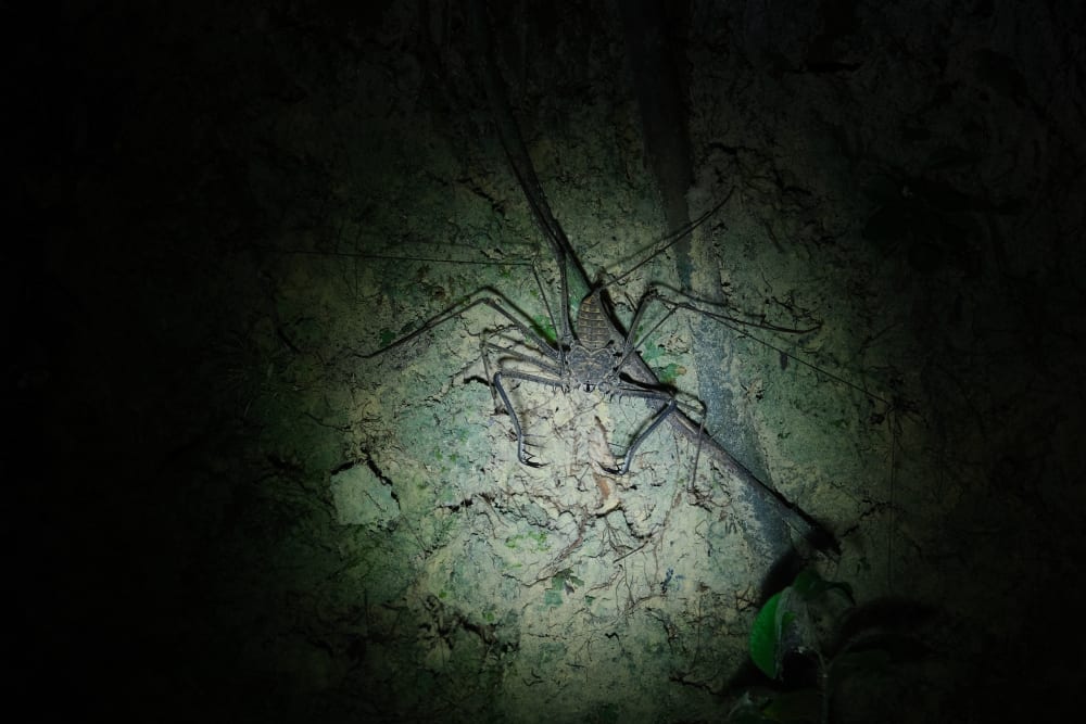 Photograph of a Whip Scorpion at night, a torch light shining on it. 