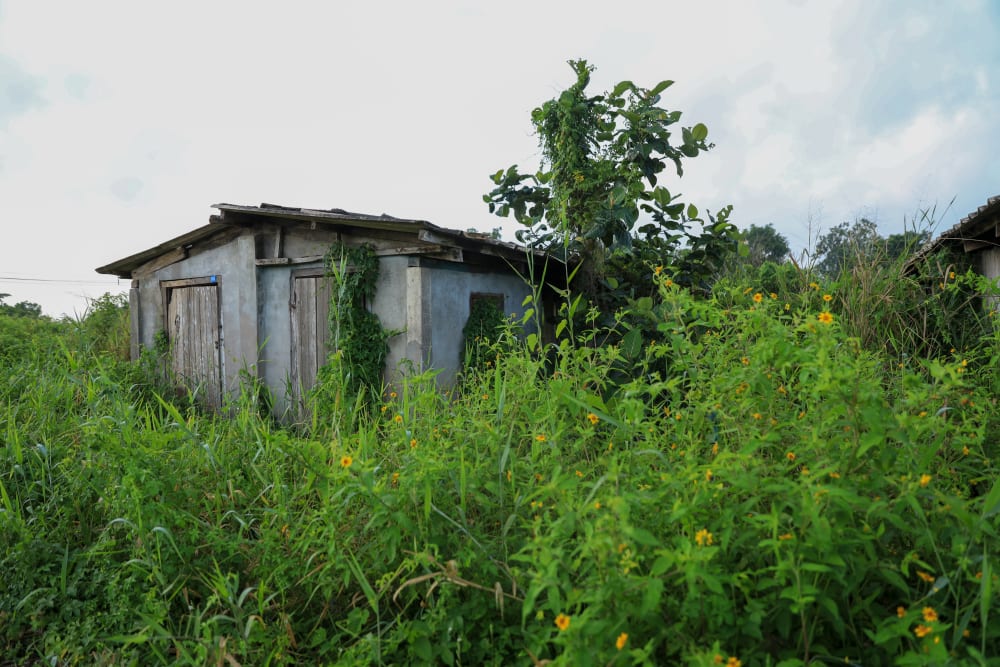 a wooden house surrounded by green foliage