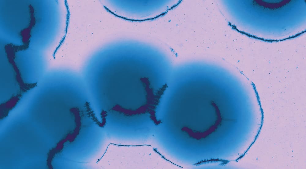 Microscopic views of blue
