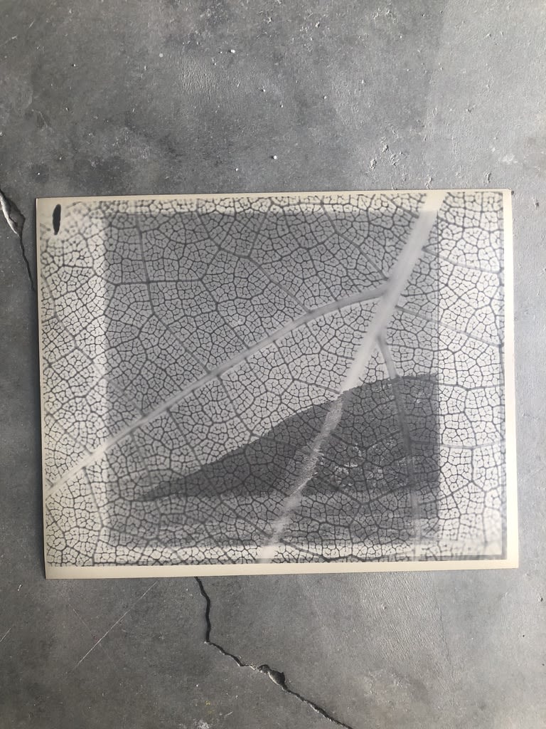 hand printed film photograph