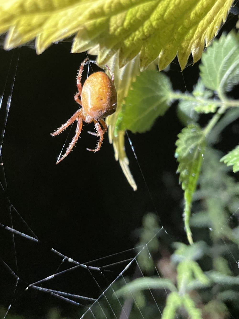 Spiders in webs at night at Wysing Arts Centre in Cambridgeshire. 