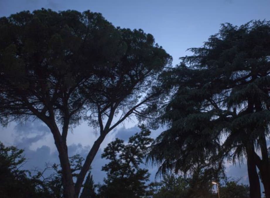 photograph of trees silhouetted on a navy sky