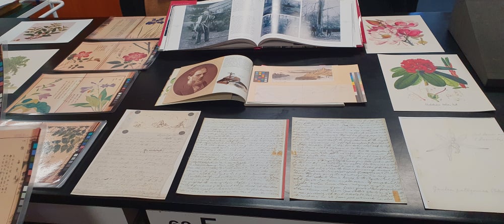 Highlights from the Kew Library and Archives Illustrations collection