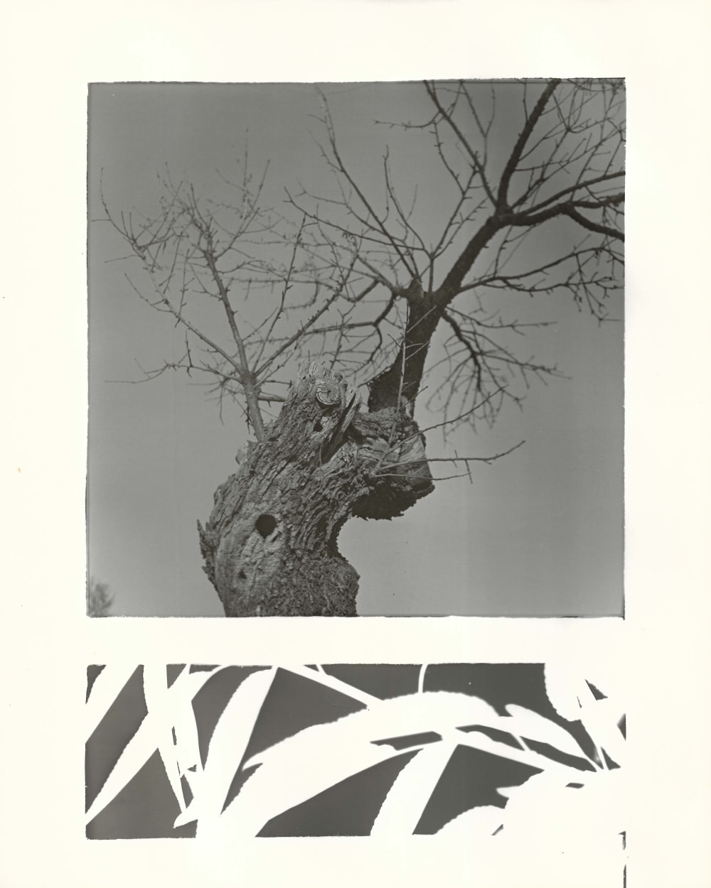 hand printed photograph