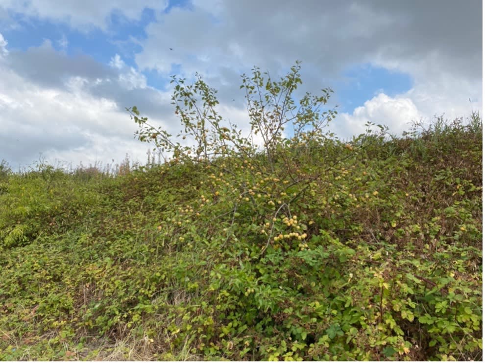 photograph of an apple tree