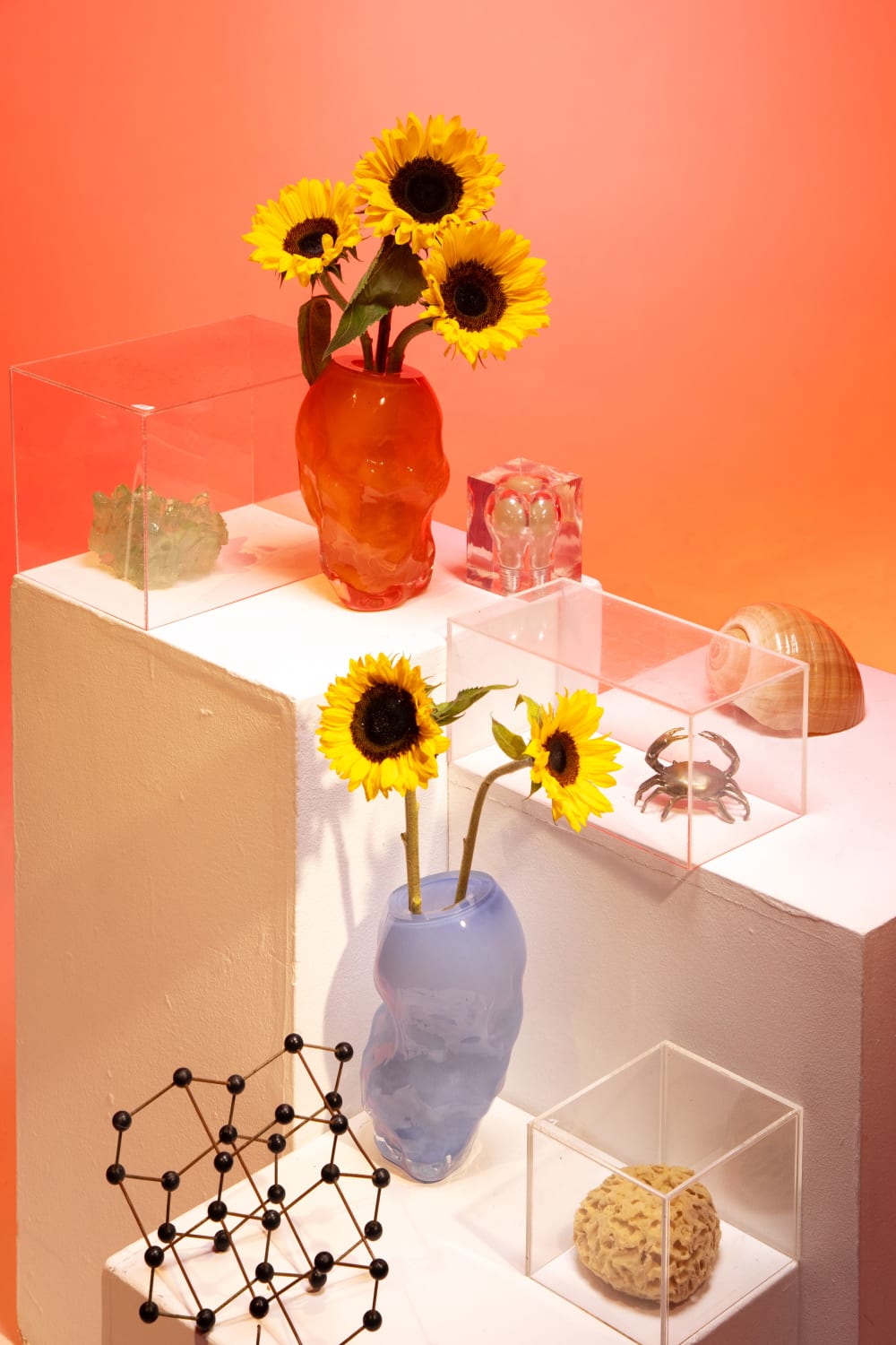 Portrait photo of 2 vases with sunflowers in. There's perspex boxes with different objects in; a crab, a ball and a shell. 