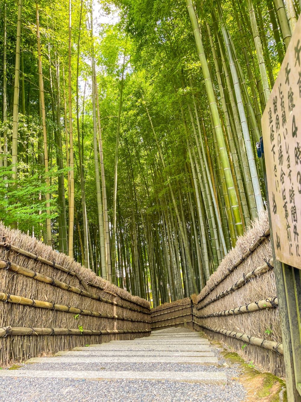 a bamboo forest