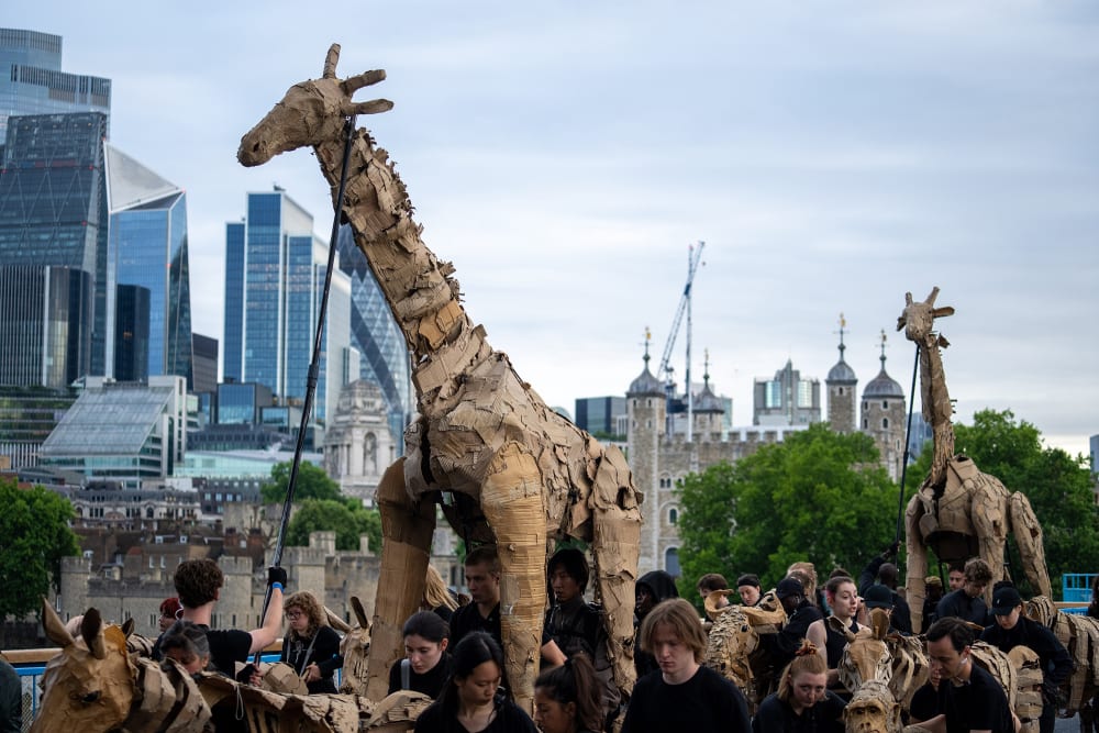 2 model giraffe puppets being walked through London.
