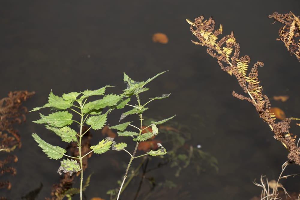 leaves near water reflections
