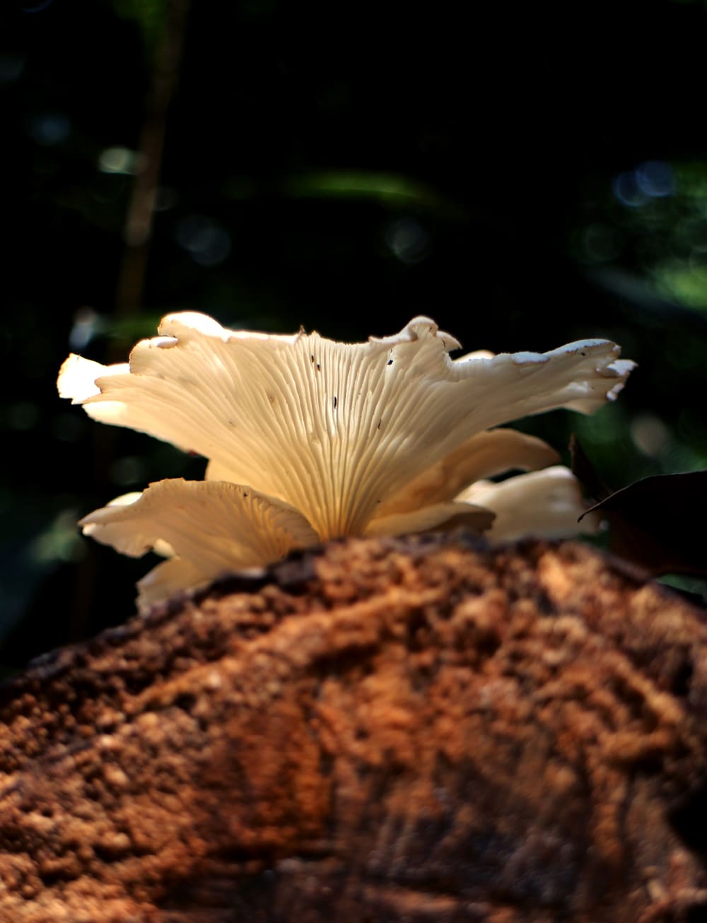 Illuminated fungi on a fallen tree bark