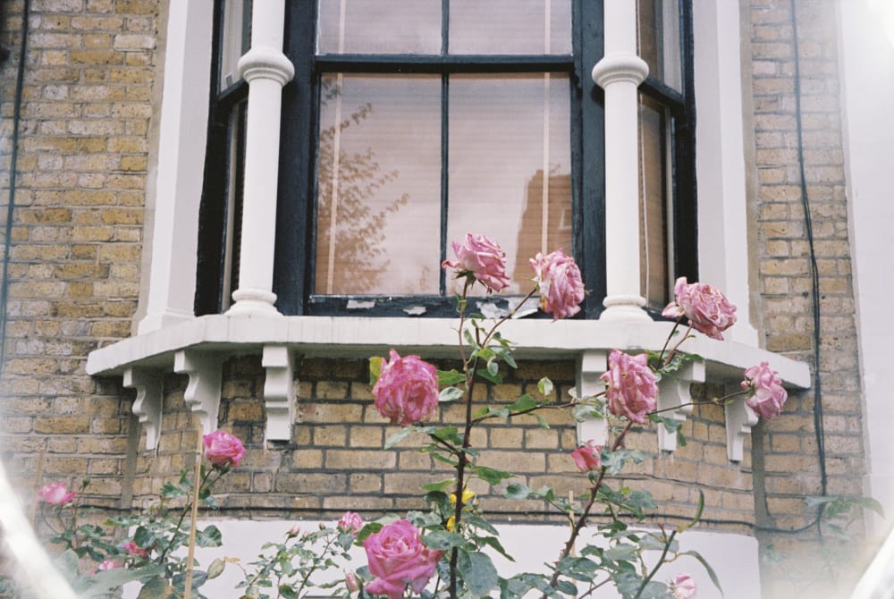 roses growing outside of a london bay window