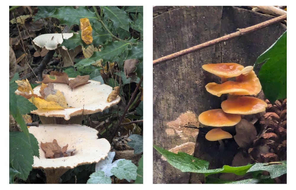 Two pictures of wild mushrooms