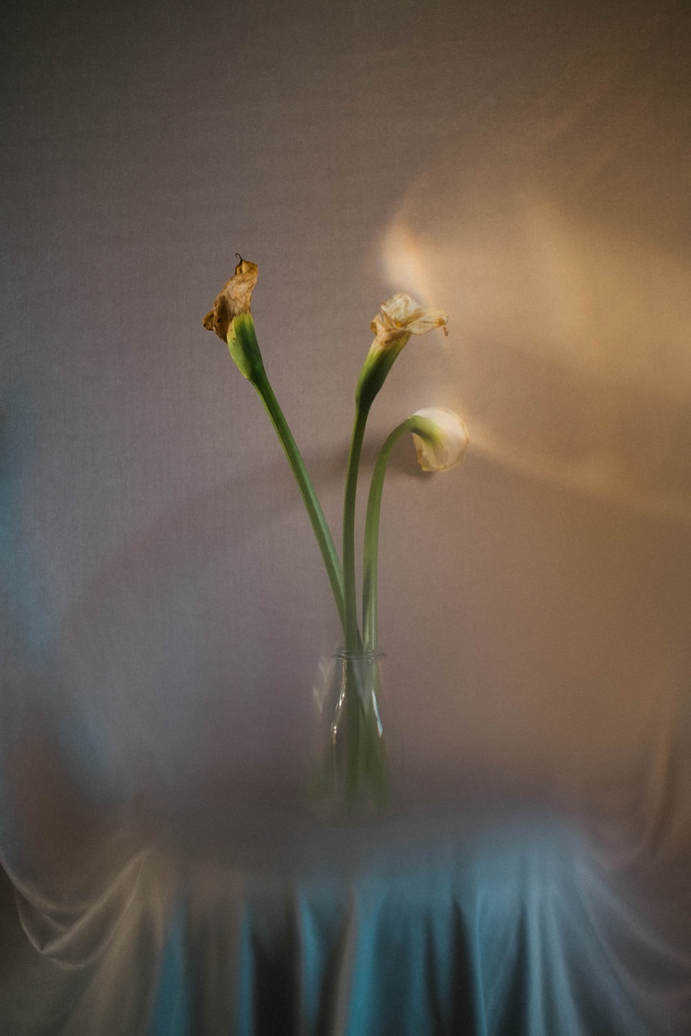 3 Calla lilies starting to turn brown at the tips, sitting in a clear glass and placed on top of a white sheet and against a white wall with light reflecting onto the wall.