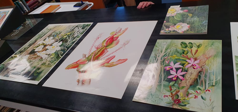 Highlights from the Kew Library and Archives Illustrations collection