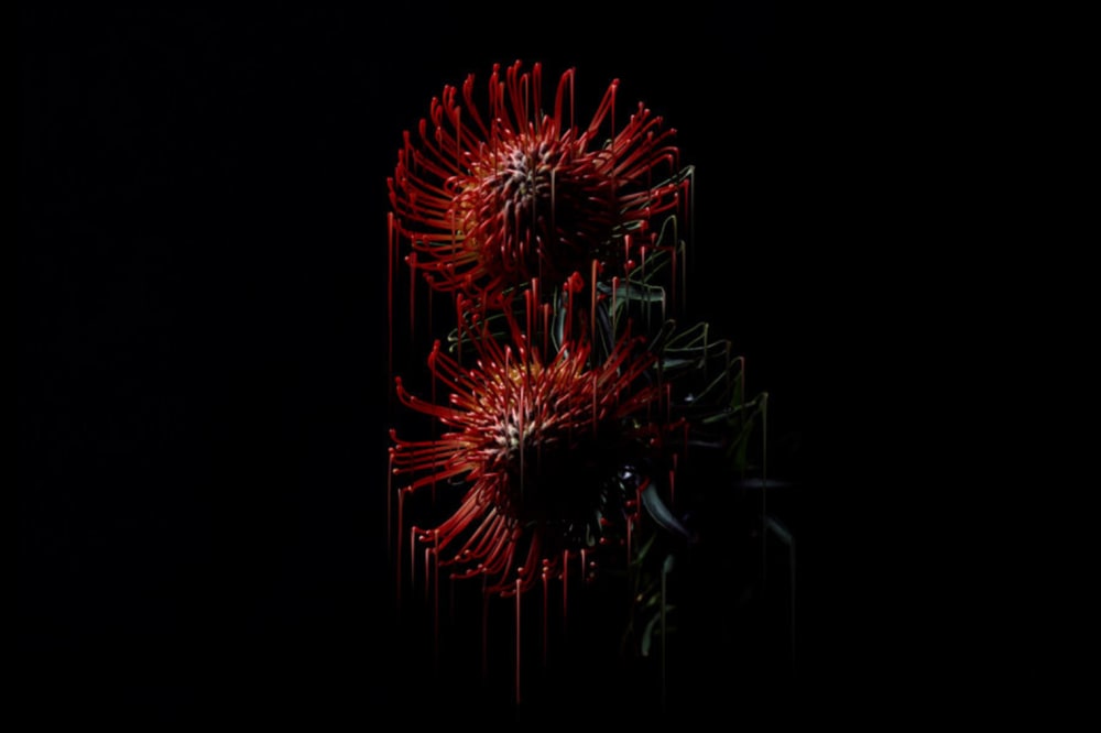 micro image of red flowe on black background