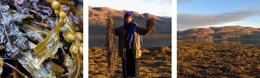 Three images. Seaweed, woman holding seaweed and a landscape shot of hills in autumn