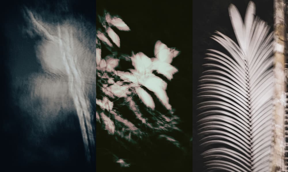 light outlines of leaves