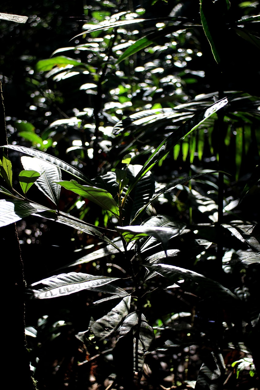Long stemmed leafs illuminated by sun light