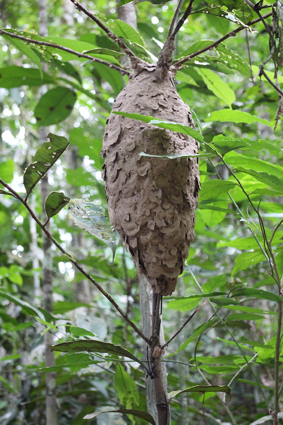A hive hanging in a tree