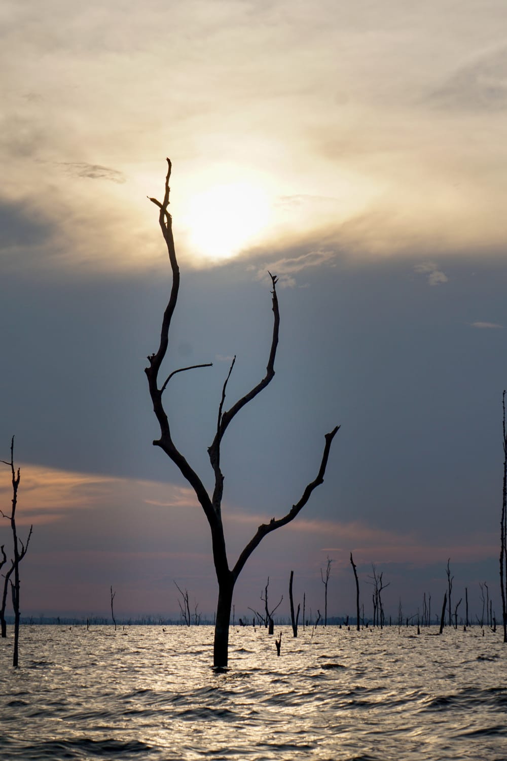 a tree emerging from a body of water