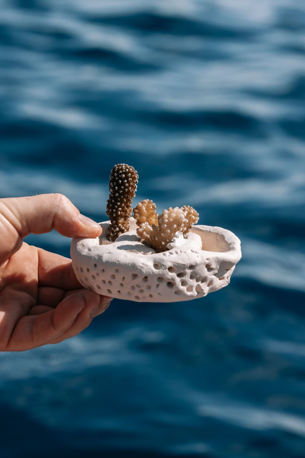A hand holds a small, textured ceramic dish containing coral-like forms against a blurred blue ocean background, highlighting the contrast between the white vessel and the organic, branching shapes inside.