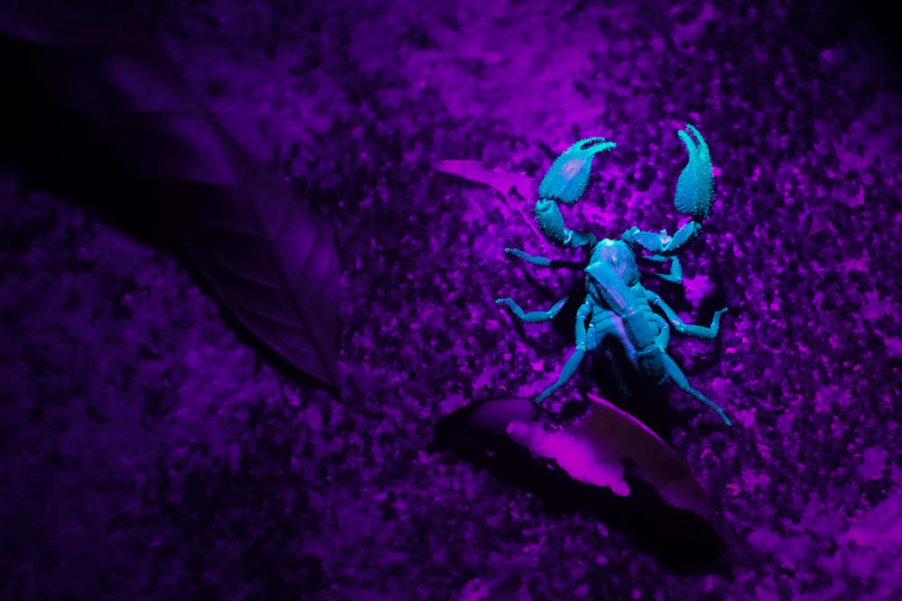 a scorpion under uv light