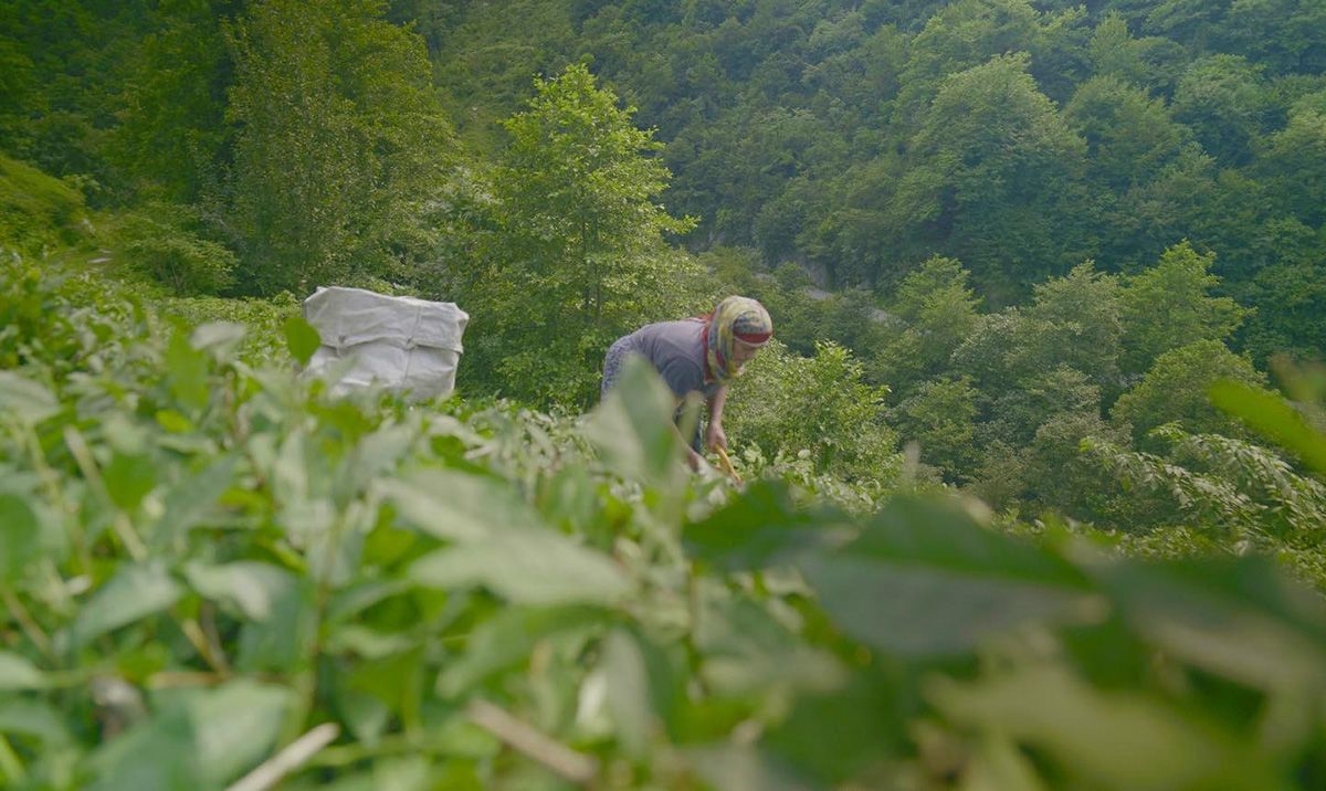 Film still of a woman picking tea leaves.