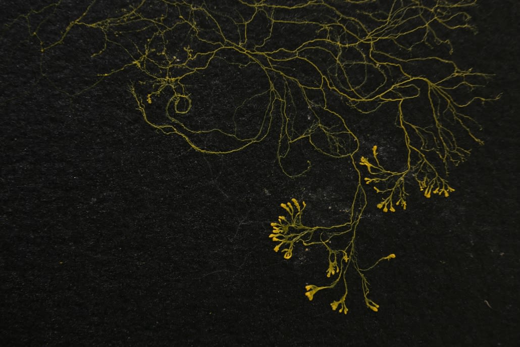 Slime mould experiments